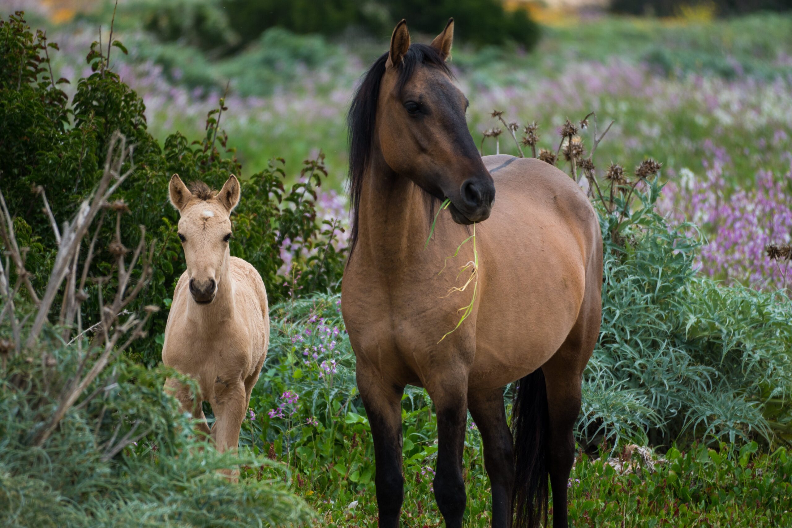 Horse and Foal